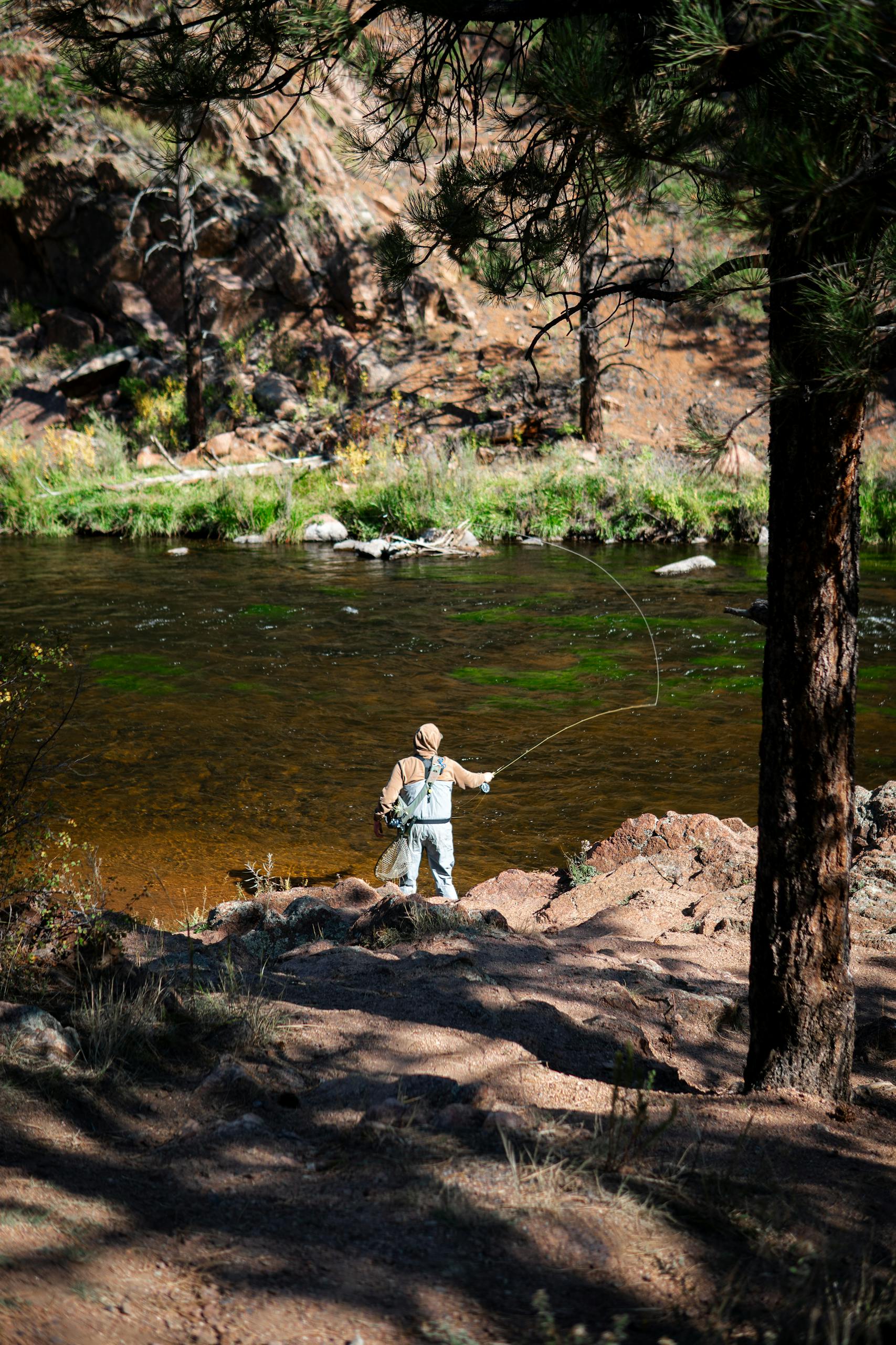 A fisherman expertly casts his line in a tranquil Colorado river surrounded by vibrant nature.